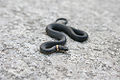 Northern Ringnecked Snake, Diadophis punctatus edwardsii