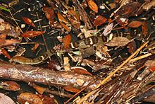 Diamond-back Water Snake (Outreatrix aequifasciata) 環 紋 游 蛇 4.jpg