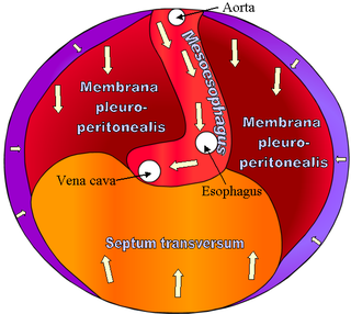 Septum transversum