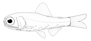 <i>Diaphus holti</i> Species of fish