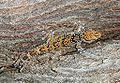 Dickfinger Gecko Pachydactylus turneri.jpg