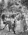 File:Die Gartenlaube (1896) b 0669.jpg Im Zoologischen Garten Nach einer Originalzeichnung von G. Schöbel