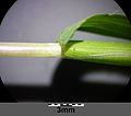 Stipe with leaf and ligula