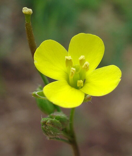 File:Diplotaxis muralis W.jpg