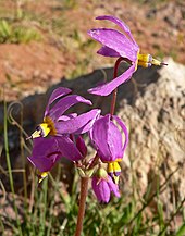 Few-flowered shootingstar, Dodecatheon pulchellum Dodecatheon pulchellum ssp pulchellum 2.jpg