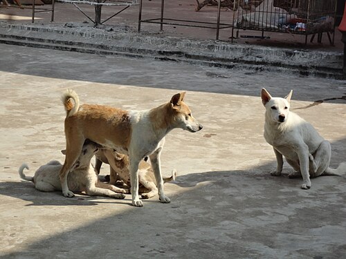 Dog-to-Dog Play