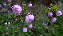 Dog Rose (6243439028).jpg