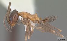 Dorymyrmex flavopectus casent0103887 Profil 1.jpg