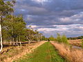 Zentraler Moorweg im Dosenmoor