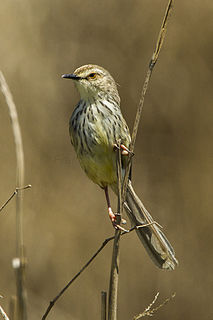 <span class="mw-page-title-main">Drakensberg prinia</span> Species of bird