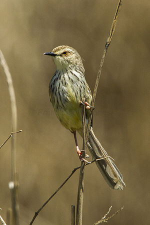 Drakensberg Prinia - South Africa S4E6311 (17318861432).jpg