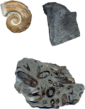 Miniatuur voor Bestand:Drieverschillendefossielenbijelkaar.png