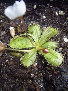 <i>Drosera tubaestylis</i> Species of carnivorous plant