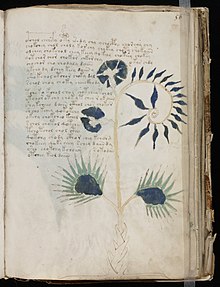 Cette illustration dans Le Manuscrit de Voynich (XIVe ou XVe siècle) pourrait être celle d'un droséra, folio 56r.