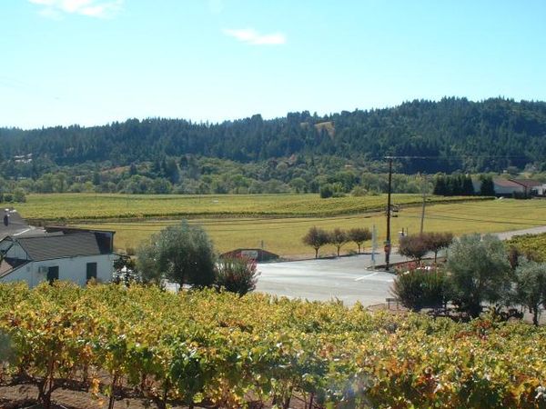 Vineyards in the Dry Creek Valley AVA in central Sonoma County