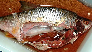 <span class="mw-page-title-main">Physostome</span> Type of fish