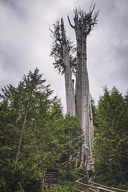 Duncan Memorial Big Cedar Tree.jpg