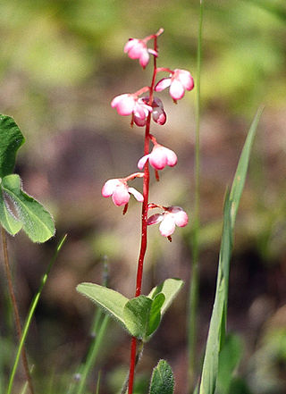 <i>Pyrola</i> Genus of flowering plants in the heath family Ericaceae