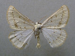 <i>Dyscia conspersaria</i> Species of moth