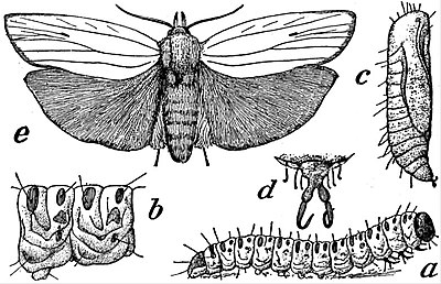 The butterflies of the British Isles. Butterflies. THE BUTTERFLY. II third,  which are closely united, each bear a pair of wings also. The legs, which  in the butterfly are adapted for