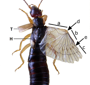 Earwig