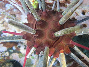 Bildebeskrivelse Østlig skiferblyant urchin-phyllacanthus parvispinus.jpg.