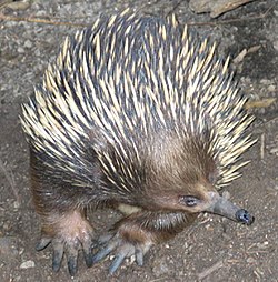 Mjónefur (Tachyglossus aculeatus)