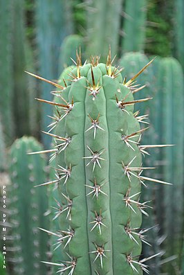 Echinopsis peruviana