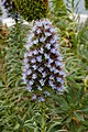 * Nomination Inflorescence of Echium nervosum, Funchal, Madeira --Llez 06:38, 22 March 2020 (UTC) * Promotion Nice!--Famberhorst 06:49, 22 March 2020 (UTC)