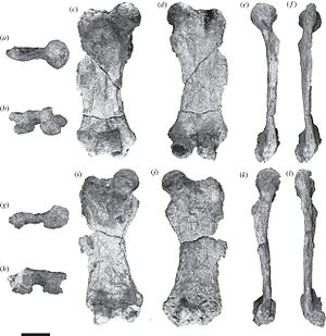 höger och vänster lårben av Eionaletherium, en del av holotypen