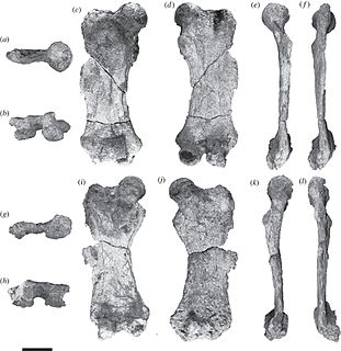 Eionaletherium