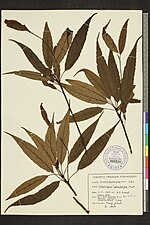 Thumbnail for Elaeocarpus glandulifer