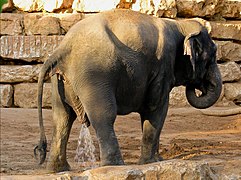 Elefant beim Urinieren