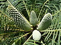 Encephalartos inopinus, keels, Manie van der Schijff BT.jpg