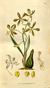 Encyclia patens