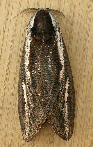 <i>Endoxyla leucomochla</i> Species of moth