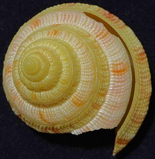 <i>Entemnotrochus rumphii</i> Species of mollusc