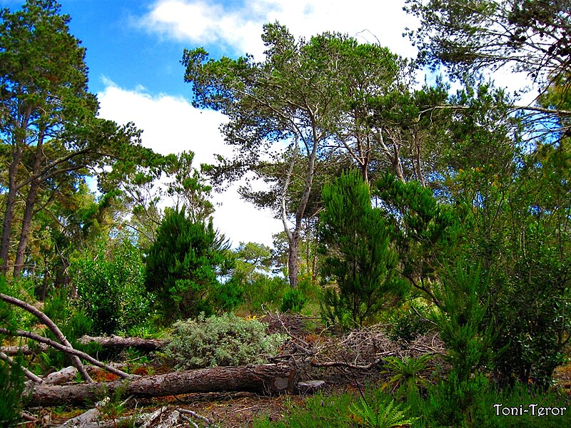 File:Entre pinos y brezos - panoramio.jpg