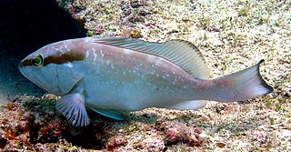 <span class="mw-page-title-main">Red grouper</span> Species of fish