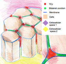 The cartoon of epithelium cells connected by tricellular junctions at the regions where three cells meet. Epithelium TCJ.png