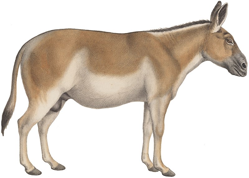 File:Equus hemionus - 1700-1880 - Print - Iconographia Zoologica - Special Collections University of Amsterdam - (white background).jpg