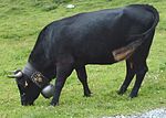Photo d'une vache entièrement noire. Elle a un cou trapu et des pattes musclées.