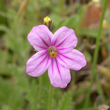 Erodium botrys