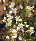 Miniatura para Erophila verna