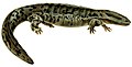 Erpétologie générale, ou, Histoire naturelle complète des reptiles (Cryptobranchus alleganiensis).jpg