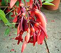 Erythrina crista-galli