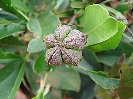 Esenbeckia pumila