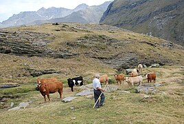 Noêl Vergez et ses animaux en estive