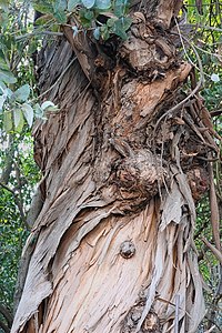 部分的に剝がれ落ちた樹皮。メキシコシティの公園ビベロス・デ・コジョアカン（英語版）にて。