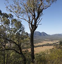 Mt.'nin güneydoğu sırtında büyüyen okaliptüs dura. Greville, Queensland, Avustralya.jpg